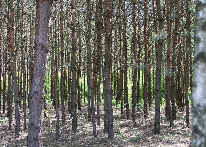 Dom Imprezowy Z Noclegami Dziecinow