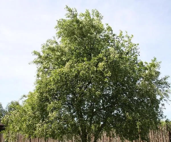 Dom Imprezowy Z Noclegami Dziecinow